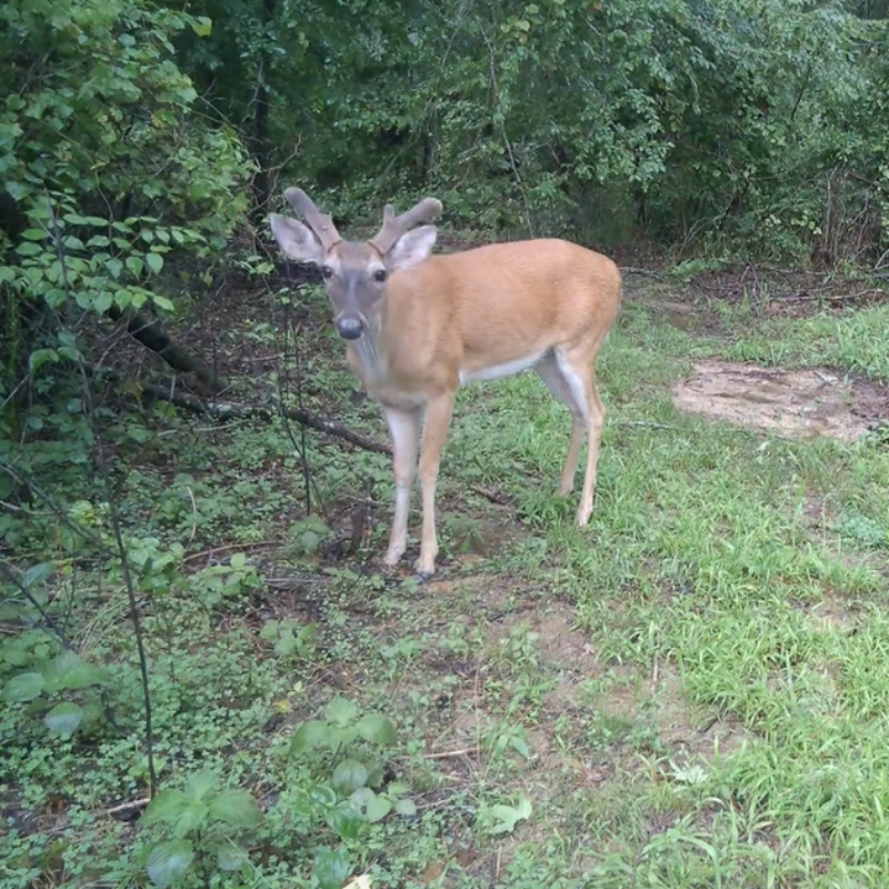 Voopeak TC27 Review: A Solar-Powered 4G Trail Camera That Delivers Real-Time Wildlife Monitoring
