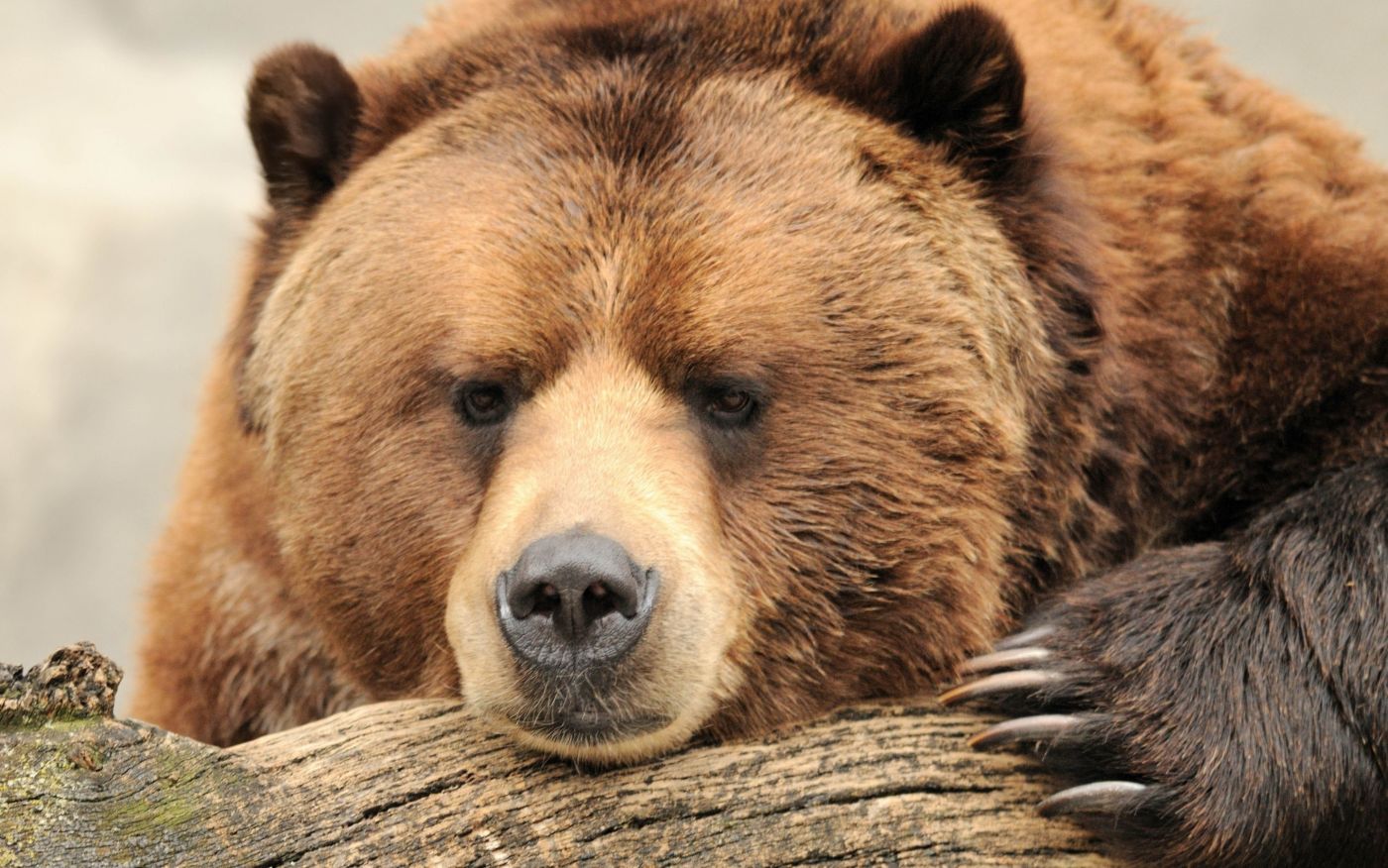 2023 Fat Bear Week Champion—Grazer