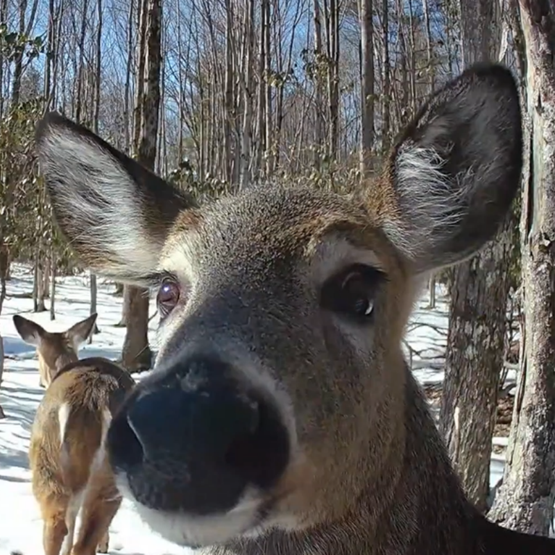 Voopeak TC08 Solar Hunting Camera: No Power Outages!