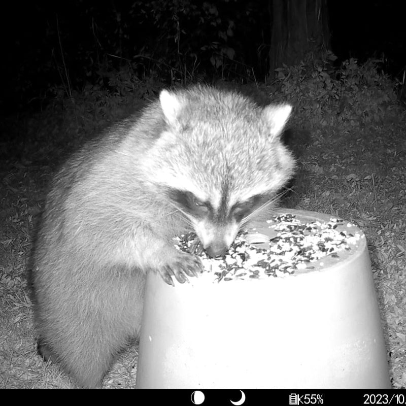 What is the best cellular trail camera?