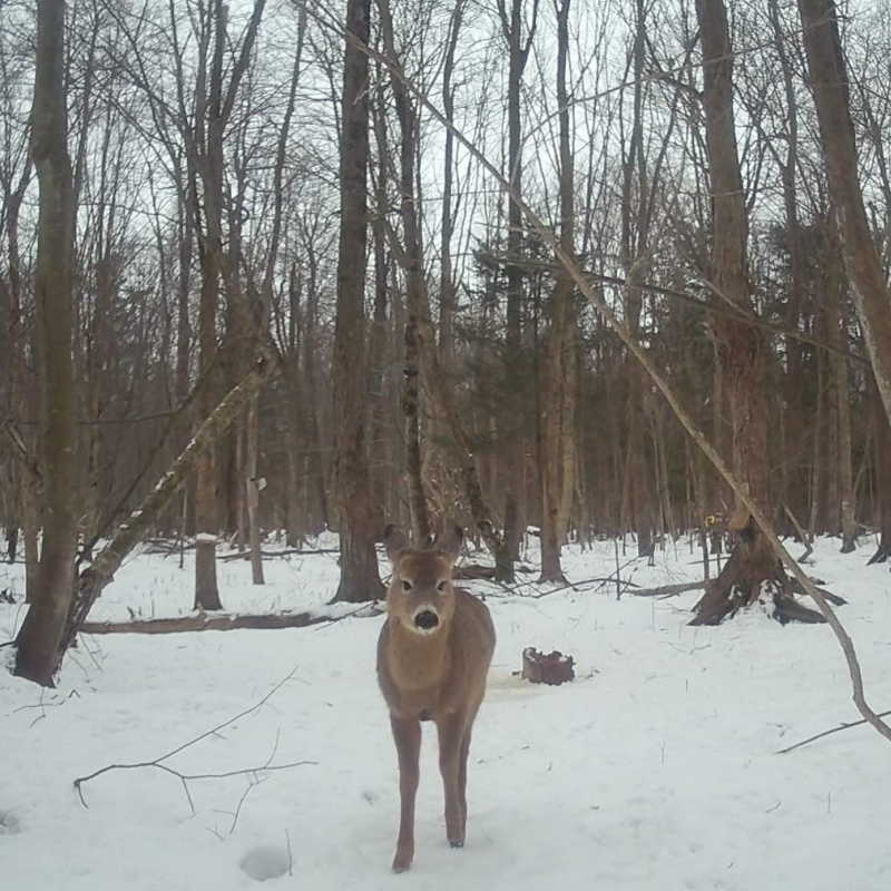 Voopeak TC32: In-depth review of the new generation of 4G solar trail cameras