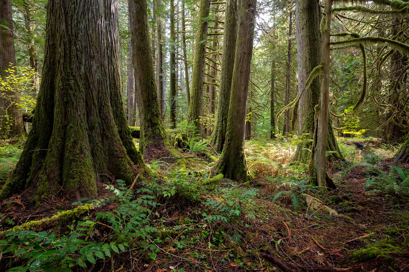 Where to place your trail camera