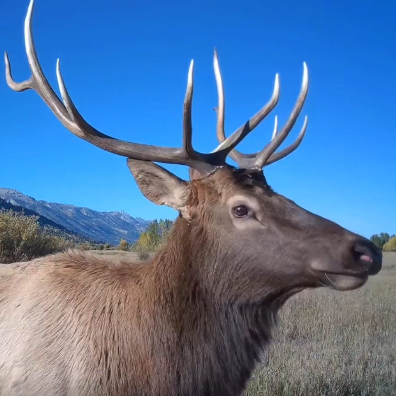 Voopeak TC32 4G Pan-Tilt Trail Camera In-Depth Review