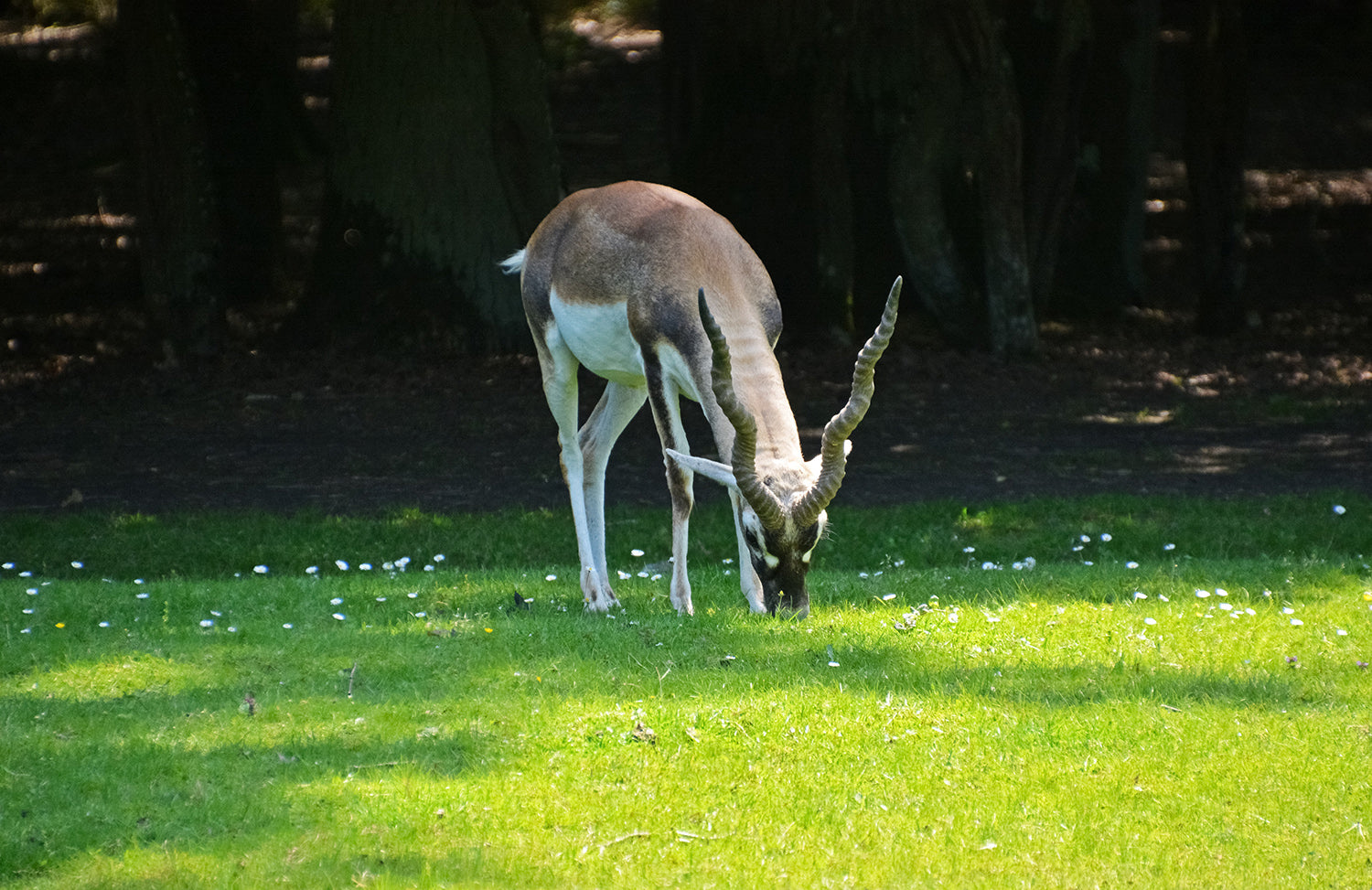 Purpose of Trail Cameras - Hunting Wild Animals