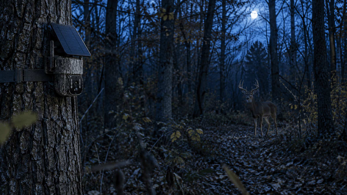 No-glow vs low-glow trail camera for nighttime deer hunting