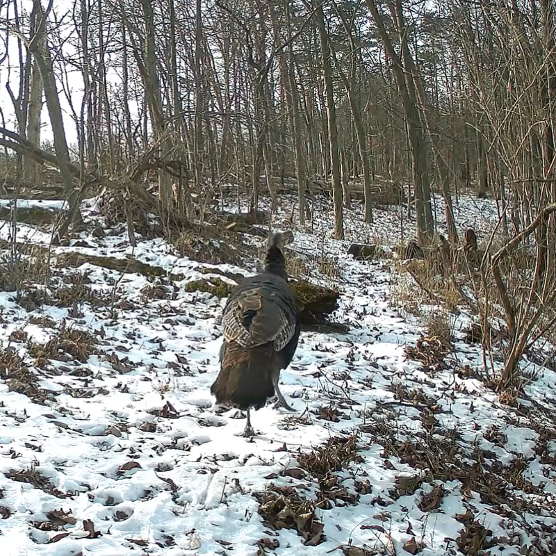 How to hunt turkey in the spring?