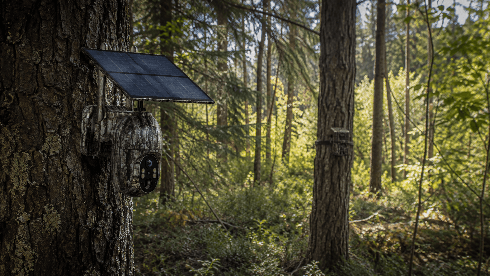Solar trail camera and battery trail camera installed in a forest for wildlife monitoring