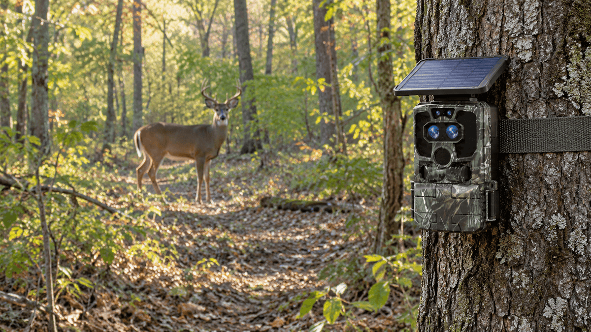 Trail camera mounted on a tree in a forest for wildlife photography and storage monitoring