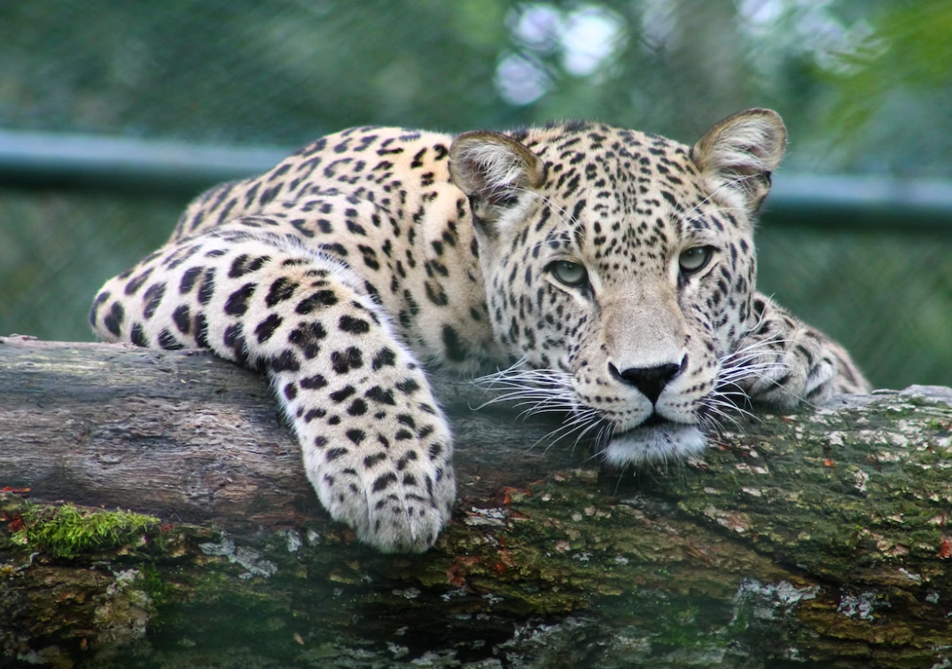 Capture the Thrill of the Hunt with Trail Cameras