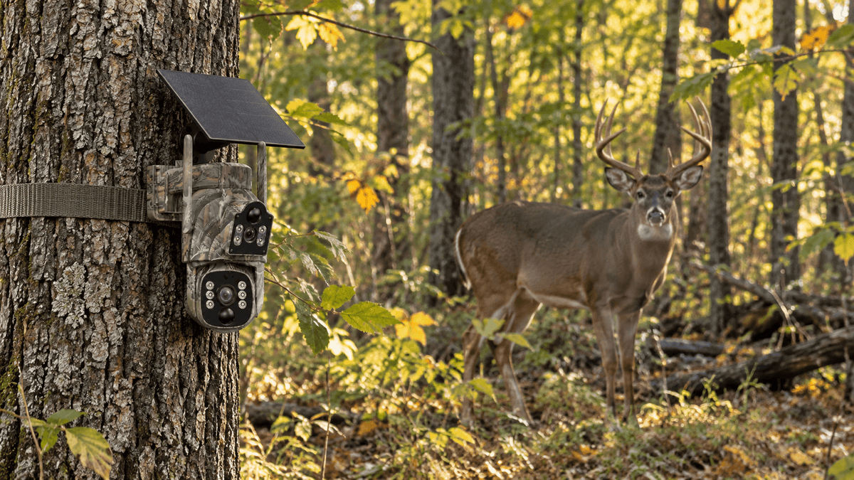 Trail camera mounted on a tree overlooking a white-tailed deer in a natural woodland habitat.