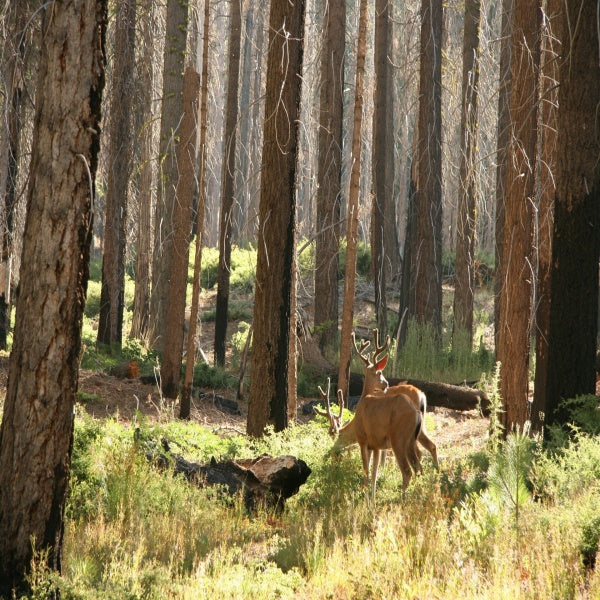 How to use hunting cameras to improve hunting success: must-know tips and suggestions