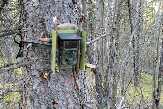 Tips and Tricks for Using Trail Cameras