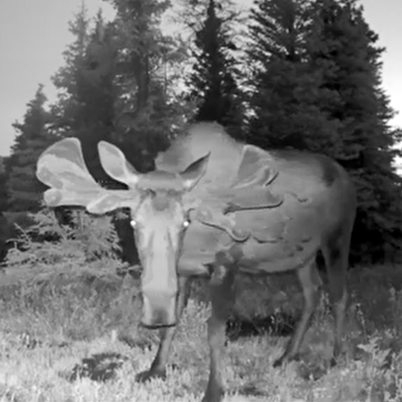 Voopeak TC02 Solar-Powered trail camera&nbsp;In-Depth Review