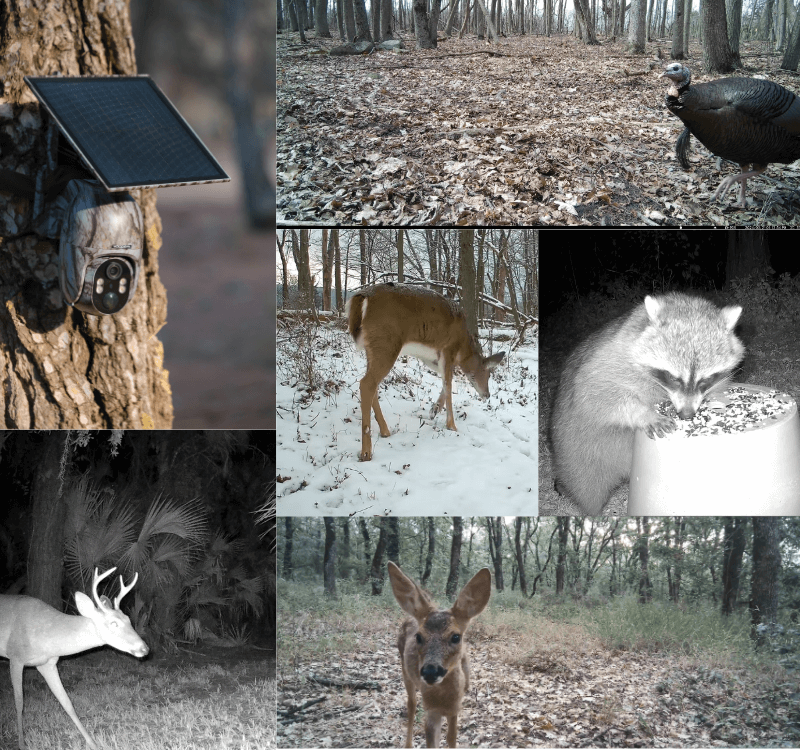 How to choose the best hunting camera? Hot recommendations and usage tips in 2025