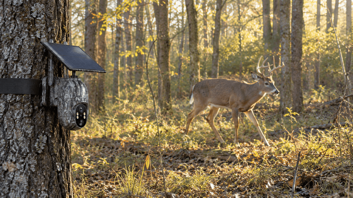 Voopeak trail camera capturing a whitetail deer in a forest