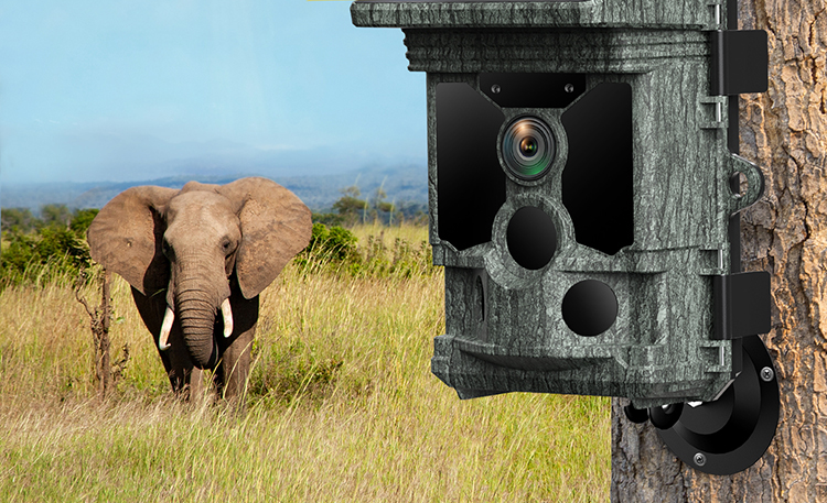 What can trail cameras do