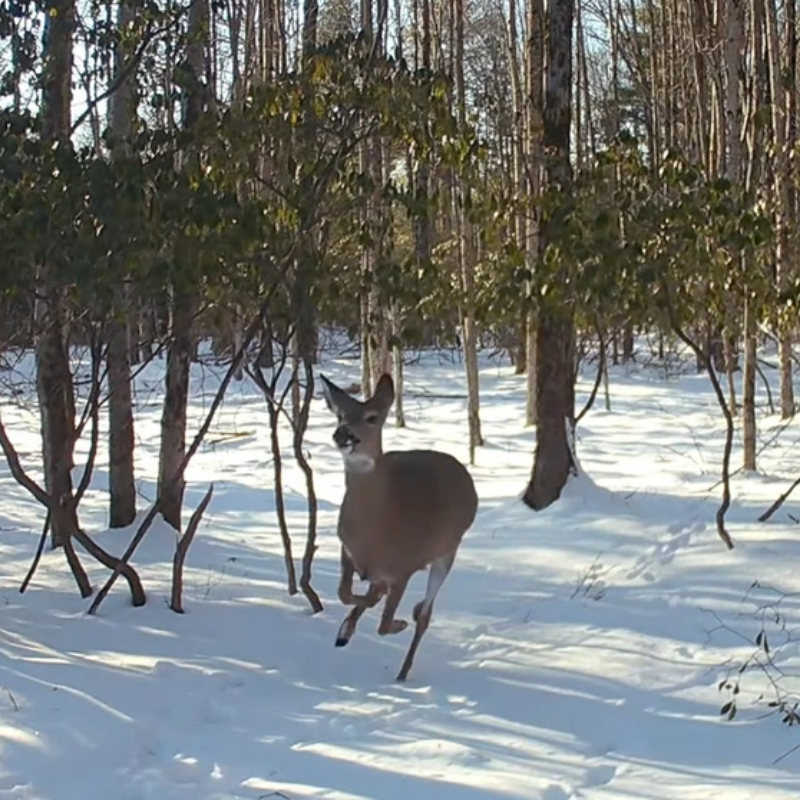 Outdoor monitoring and wildlife photography: Voopeak TC35 4G tracking camera in-depth review