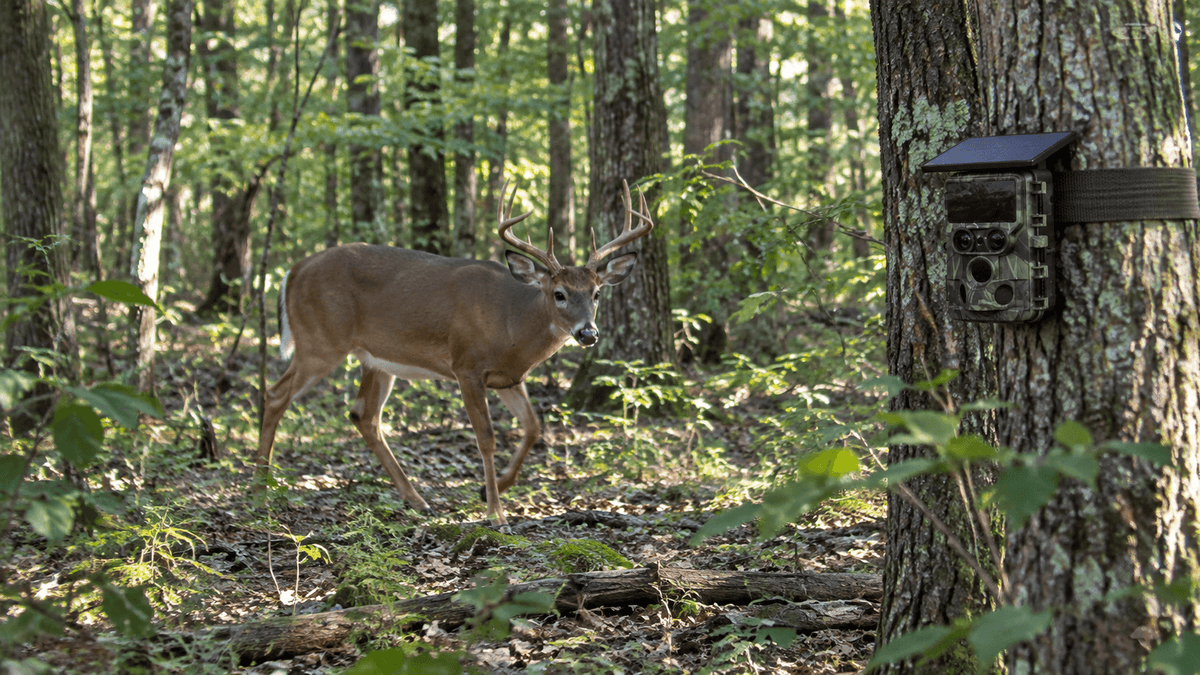 Voopeak trail camera mounted on a tree monitoring deer in a forest