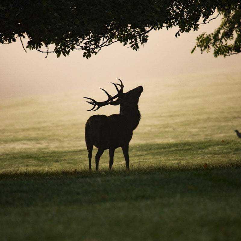 Voopeak Hunting Camera Recommended Guide: Secrets to Capturing Life in the Wild