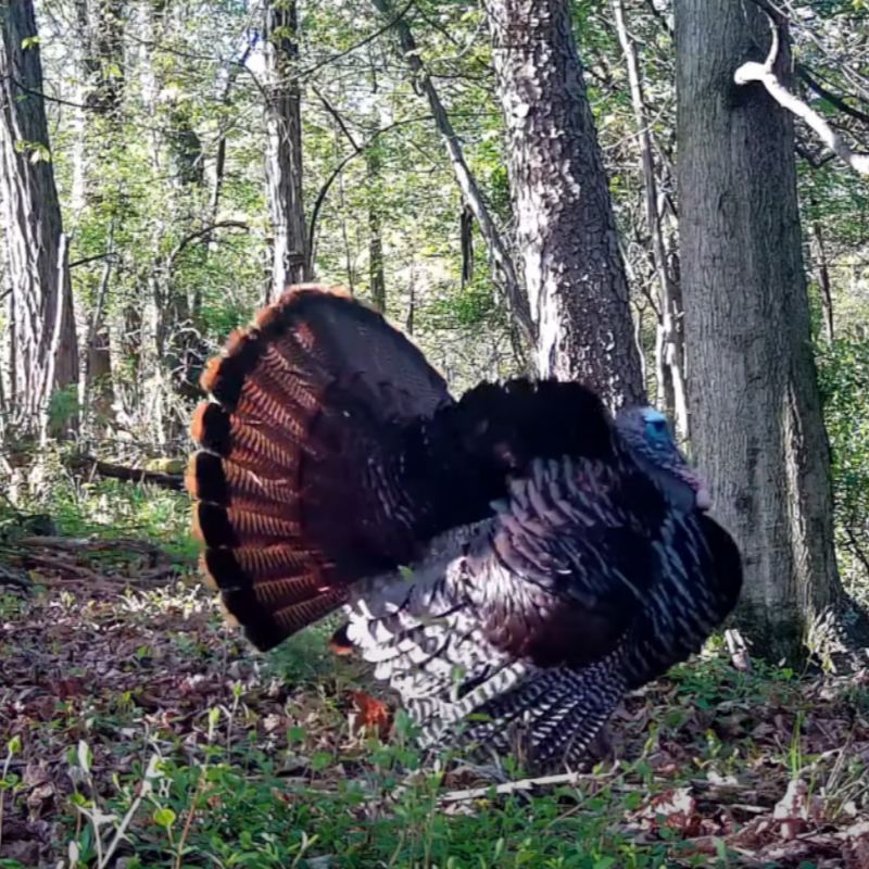 Voopeak NV01 Night Vision Goggles Unboxing and Hands-on Review